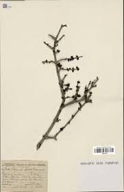 Image result for Coddia rudis