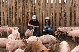 Millennial Couple Takes Outdoor Hog Farming To The Next Level - Alberta  Farmer Express