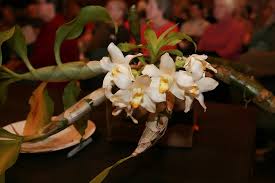 Image result for Cavacoa aurea