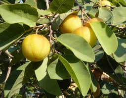 Image result for Pseudolachnostylis maprouneifolia