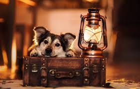 Their official name is the kila lamp and was designed by harry allen. Wallpaper Look Face Lamp Dog Lantern Suitcase Images For Desktop Section Sobaki Download