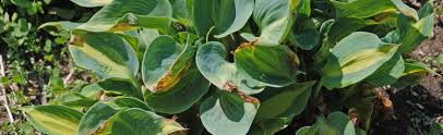 The farther south you live. Hosta With Funny Looking Leaves Melinda Myers