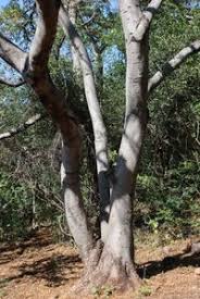 Image result for Kirkiaceae