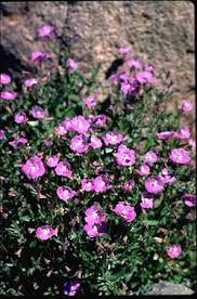 Image result for Mimulus gracilis