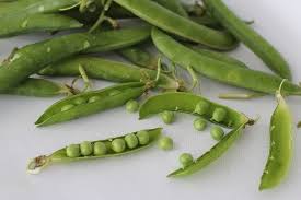 In step 1, the sgr gene gets turned on in the peas so that the sgr protein gets made (the oval). Top Problems Growing Peas And How To Fix It Ready To Diy