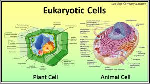 Check spelling or type a new query. What Are The Differences And Similarities Of Animal And Plant Cells Quora