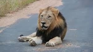 Pubblicato il in senza categoria da. At Kruger Park South Africa South Africa Africa Cute766