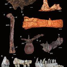 It was about 2.3 ft (70 cm) long and was one of the oldest noasaurids. The Early Cretaceous Theropods Ligabueino Andesi A C Tyrannotitan Download Scientific Diagram