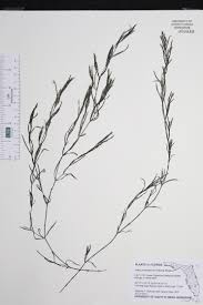 Image result for Najadaceae