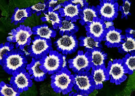 Image result for Cineraria