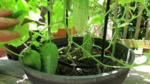 Learn how to grow cucumbers, with tips for growing cucumbers from seeds or transplants in your vegetable garden! 5 Tips For Growing Cucumbers In Containers Epsom Salt Feeding Dusts Sprays More Youtube