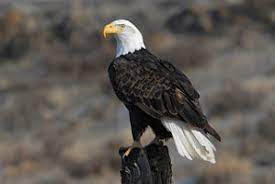Hij heeft meestal een witte kop zwarte veren en een witte staart. Amerikaanse Zeearend Zoo Info