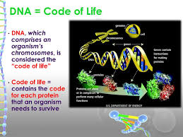 Each gene is a small segment of dna that contains a set of instructions for an organism to create a single protein; The Genetic Code And Dna Replication Ppt Download