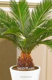 Sago palm has a fast growth rate, so the soil should be replaced every two years during planting. Pin On Gardening Ideas