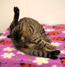 Oh Poop Feline Diarrhea Solutions Happy Cats Haven