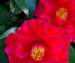 Find help and information on camellia sasanqua, including varieties and pruning advice. Camellia Care Difference Between Camellia Sasanqua Camellia Japonica