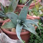 Image result for Aloe mossurilensis