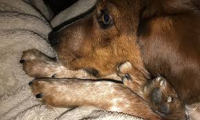 What to do if my dog ate chicken bones. My Dog Swallowed A Cooked Chicken Bone