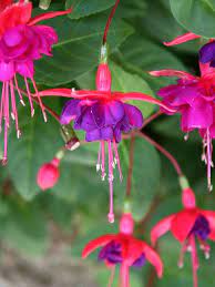 La fucsia ha un in questa pagina parleremo di tutti i nomi dei fiori. Fucsia Un Nome Un Fiore Un Colore Ifioridimark Giardinaggio Fai Da Te Piante Da Appartamento Piante Giardini Girasoli Fiori Rose Arredo Terrazzo Tulipani