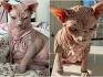 Sphynx Kittens For Sale by Reputable Breeders | Pets4You