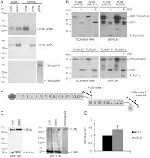 The dye is parcularly designed and tested for 2 color sted microscopy in combinaon with our star 440sxp. Filamin A Promotes Efficient Migration And Phagocytosis Of Neutrophil Like Hl 60 Cells Sciencedirect