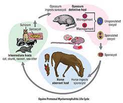 How long does a horse live before he is considered old? Diclazuril 8 3 Levamisole 3 Vitamine E 10 000 Iu Suspension For Treatment Of Epm In Horses Nexgen Pharmaceuticals