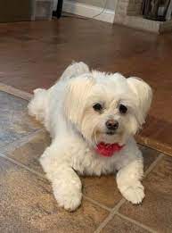 We did not find results for: Maltese Rescue Dog For Adoption In Godfrey Illinois Mitzi In Godfrey Illinois Dog Adoption Rescue Dogs For Adoption Maltese