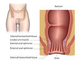 Why Does Anal Sphincter Muscle Damage Cause Faecal Incontinence Allanda
