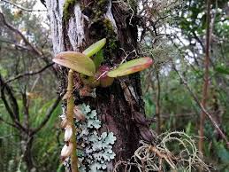 Image result for Bulbophyllum elliotii