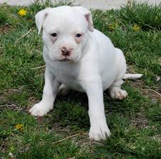 This is a cash price. American Bulldog Puppies Breeders Pictures Facts Diet Habitat Animals Adda