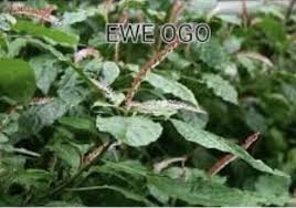 Image result for Hilleria latifolia