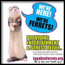 11 Legalize Ferrets Ideas Pets Ferret Ferret Meme