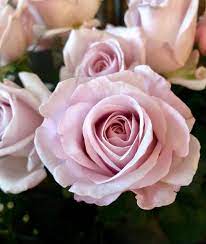 Bloomsbury Flowers Florist On Instagram Latest Rose Crush Bounty Way It S Such A Delicate Shade Of Lilac Roses Lilac Lilac Roses Rose Flowers