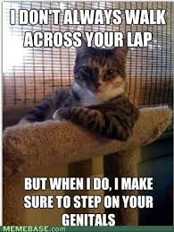 The Very Best Of The Most Interesting Man In The World Meme Cute Animals Cat Memes Cats