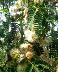 Image result for Albizia schimperiana