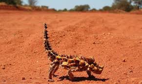 Image result for wildlife around the world