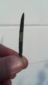 These spores, if ingested or inhaled, can cause a range of unpleasant and even dangerous symptoms in humans. Sooty Mold An Unsightly Problem With A Simple Solution Brandon Fl Patch