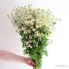 Feverfew Chamomile Flower Feverfew Chamomile Flowers Diy Wedding Flowers