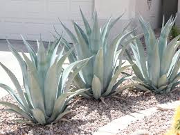 Sie suchen den besten sale? Agave Century Plant Elgin Nursery Tree Farm Phoenix Az