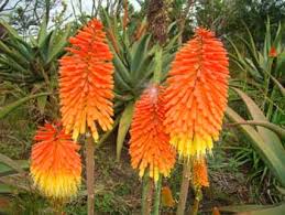 Image result for Coleotrype natalensis