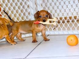 If you are unable to find your dachshund puppy in our puppy for sale or dog for sale sections, please consider looking thru thousands of dachshund dogs for adoption. Weiner Dogs Sale Virginia Beach