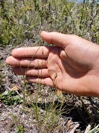 Image result for Abildgaardia ovata