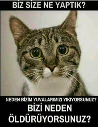 uzucu panosundaki pin