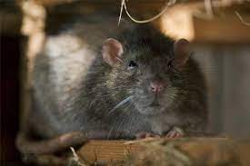 Halten sie ausschau nach häufigen anzeichen von ratten , um ein problem frühzeitig zu erkennen und sicherzustellen, dass die wirksame behandlung so bald wie möglich beginnen kann. Ratten Im Haus Scheue Ratte