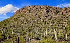 President woodrow wilson dedicated the grand canyon as a united states national park in 1919, but its steep sandstone cliffs and raging colorado river have been a fixture in arizona landscape for 17 million years. Best Arizona Parks Not Named Grand Canyon Official Travel Site For Scottsdale Arizona