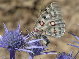 Image result for Parnassius apollo