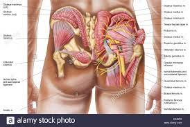 We did not find results for: Download This Stock Image Anatomy Of The Gluteal Muscles In The Human Buttocks E046p2 From Alamy S Library Of Millio Gluteal Muscles Muscle Diagram Anatomy