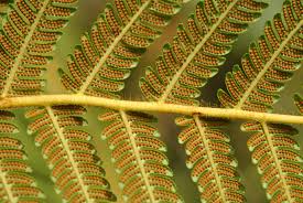 Image result for Cheilanthes quadripinnata