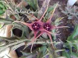Image result for Orbea caudata