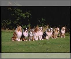 The australian shepherd is descended from a line of europe's finest herders.the aussie's world tour began in europe, near the pyrenees mountains. Puppyfinder Com Miniature Australian Shepherd Puppies Puppies For Sale Near Me In Arkansas Usa Page 1 Displays 10